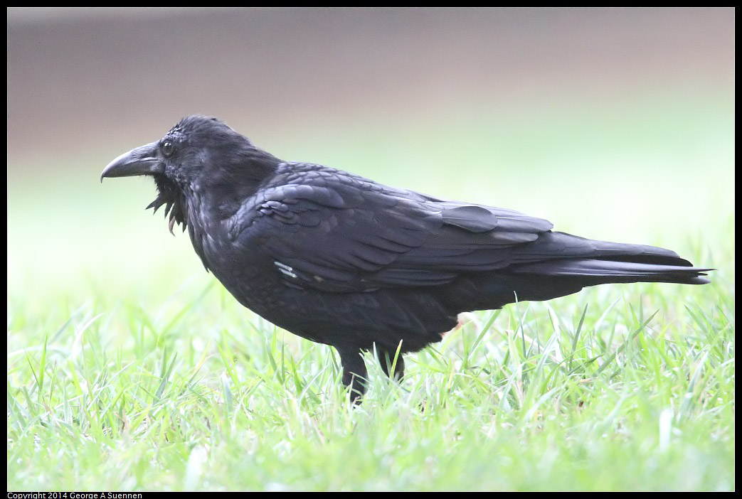 0902-130022-01.jpg - Common Raven