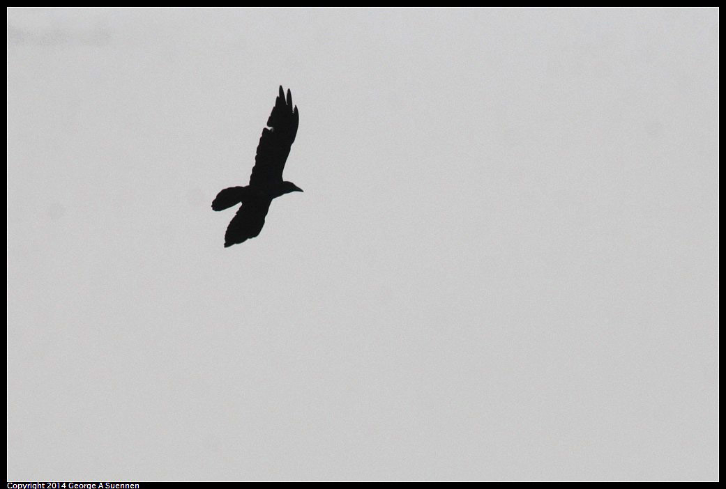 0909-115604-03.jpg - Common Raven