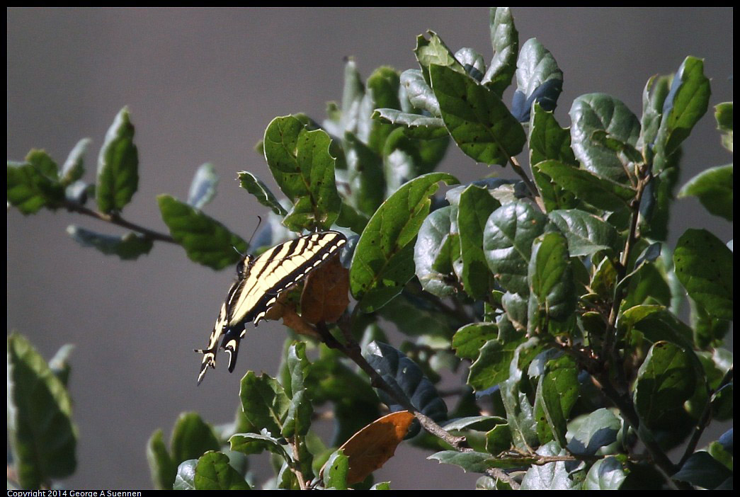 0909-124500-01.jpg - Swallowtail