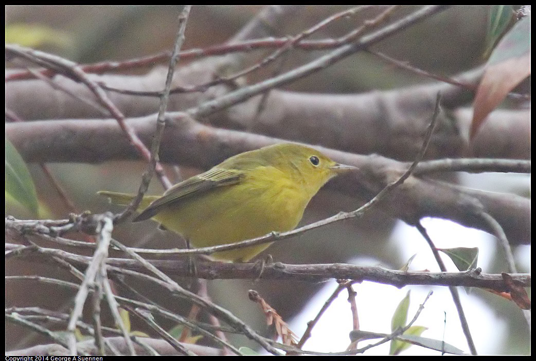 0919-123809-01.jpg - Yellow Warbler