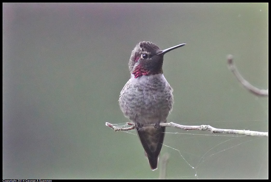 0919-130116-04.jpg - Anna's Hummingbird
