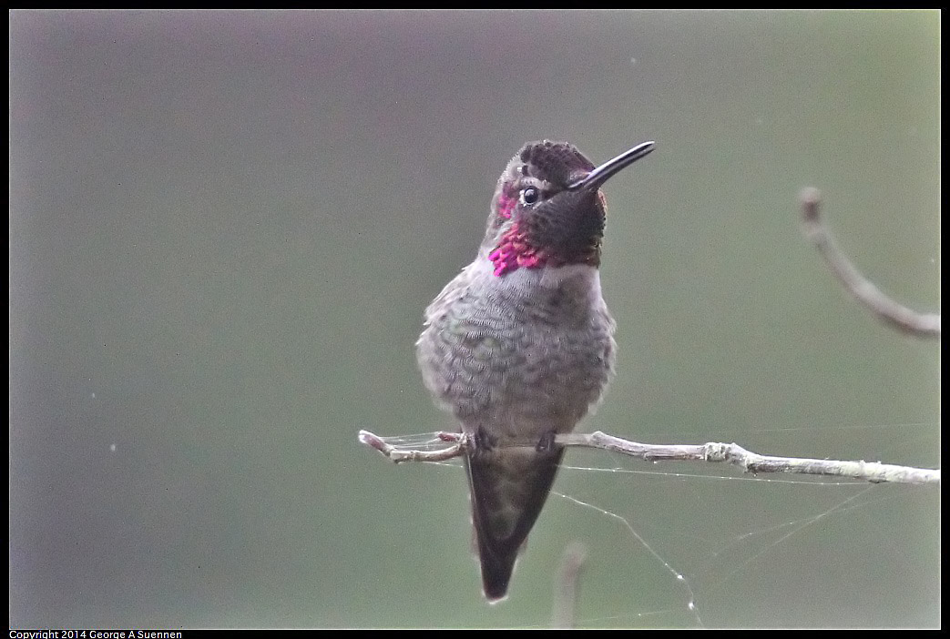 0919-130123-01.jpg - Anna's Hummingbird