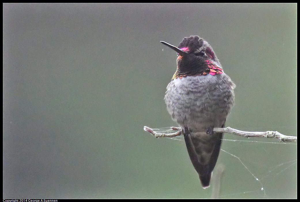 0919-130138-02.jpg - Anna's Hummingbird