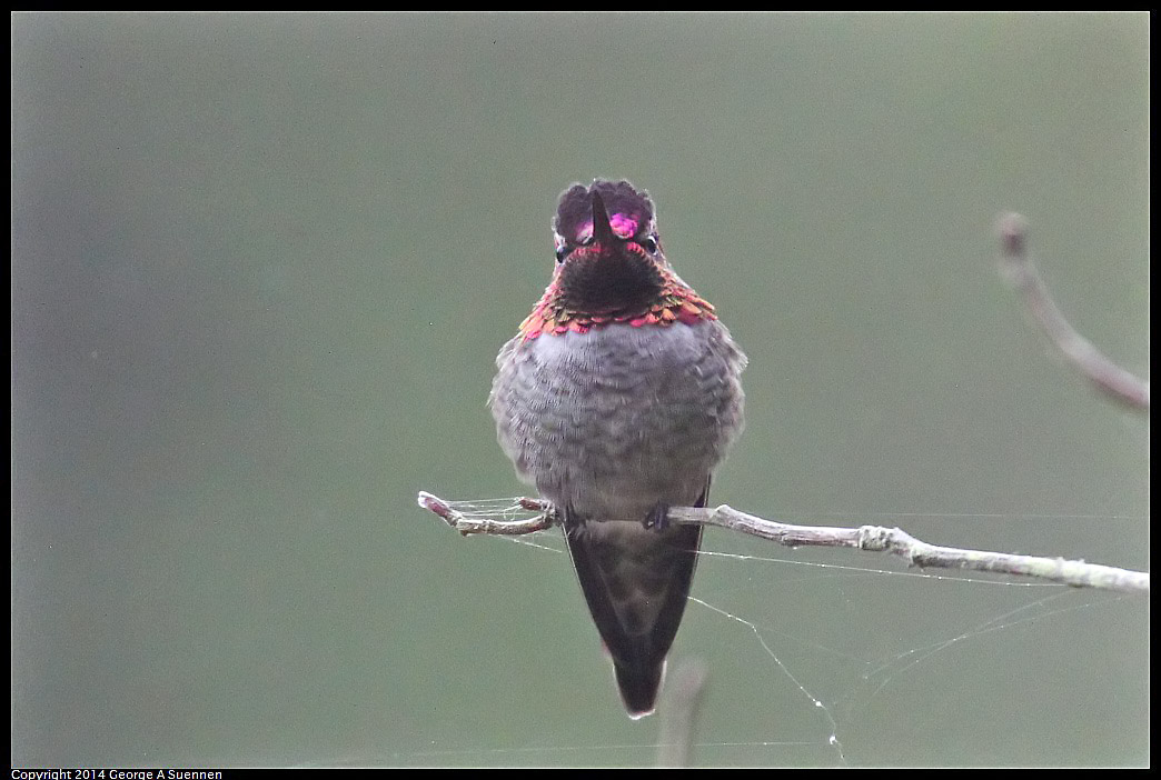 0919-130148-02.jpg - Anna's Hummingbird