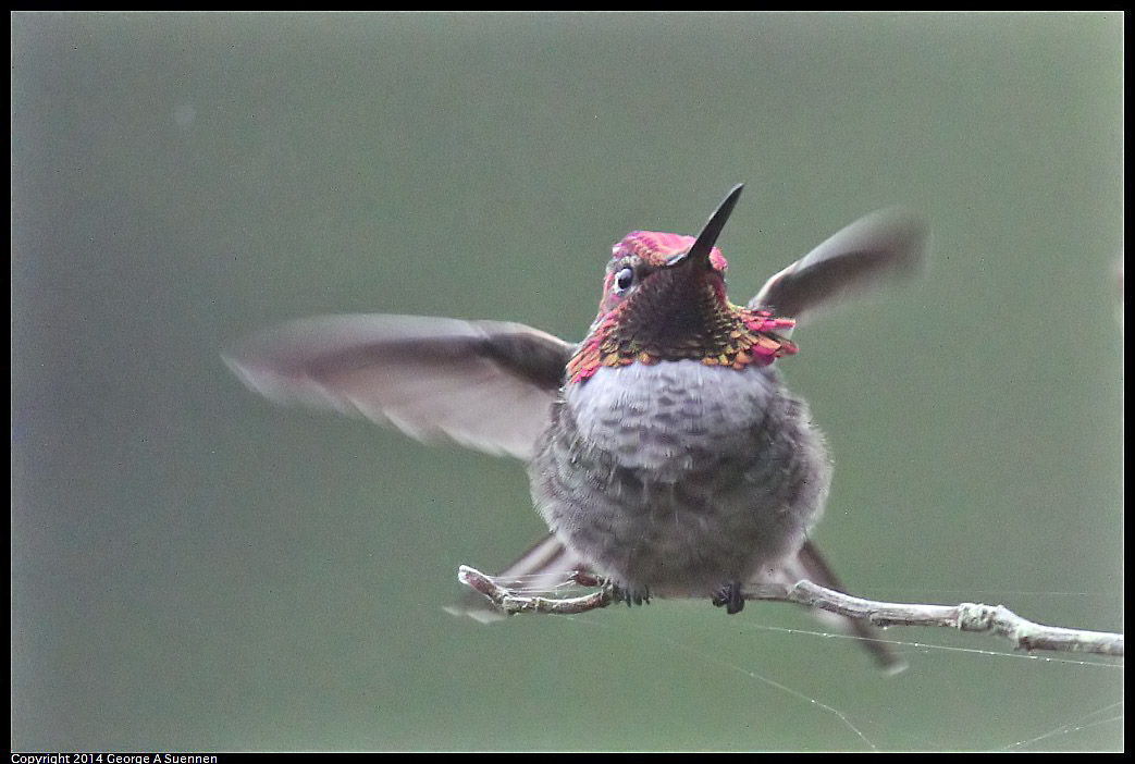 0919-130159-01.jpg - Anna's Hummingbird