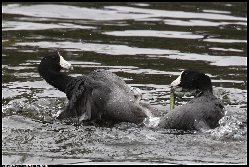 0919-133817-06.jpg - American Coots (fight)