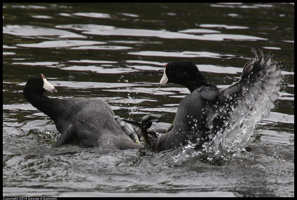 0919-133818-01.jpg - American Coots (fight)