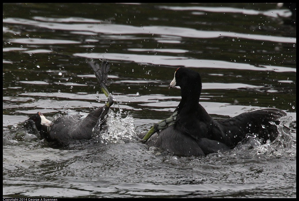 0919-133818-02.jpg - American Coots (fight)