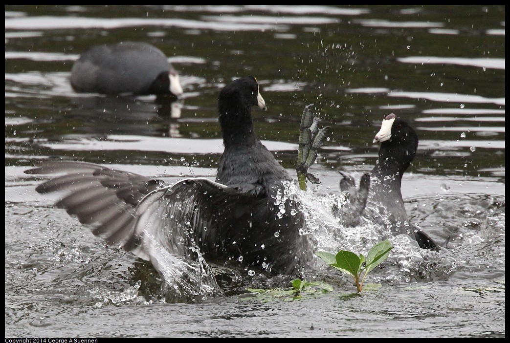 0919-133822-01.jpg - American Coots (fight)