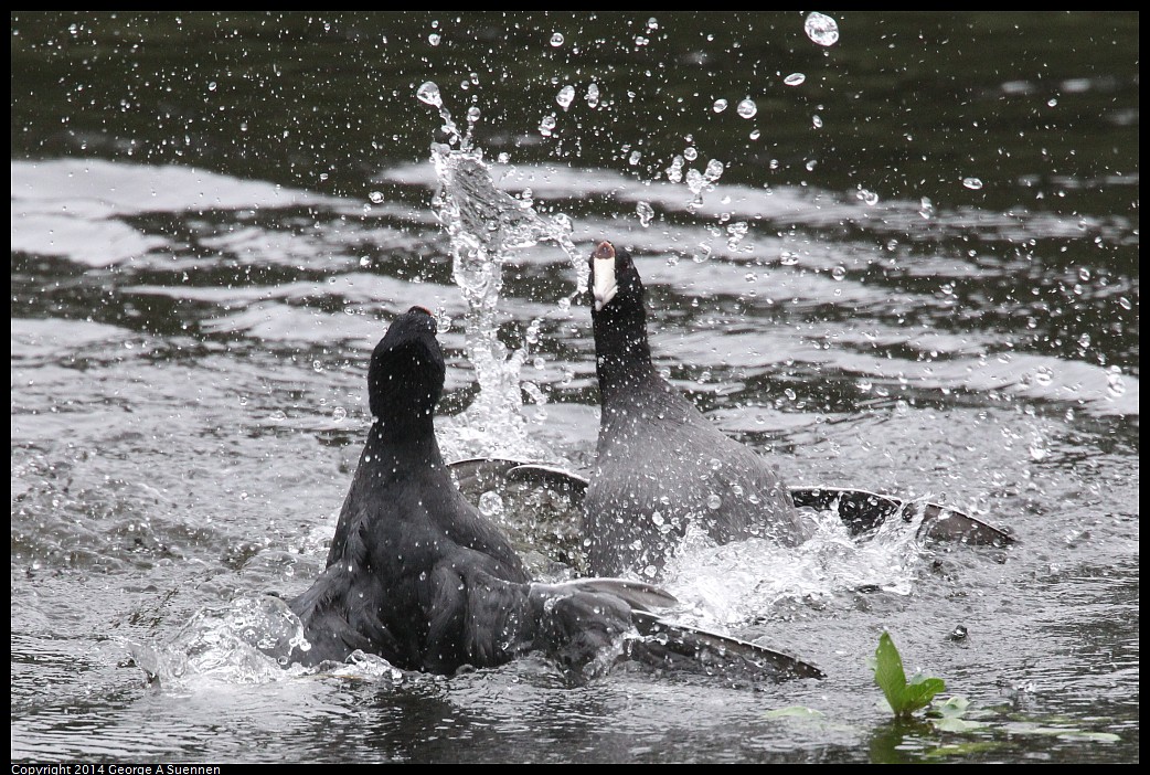 0919-133828-01.jpg - American Coots (fight)