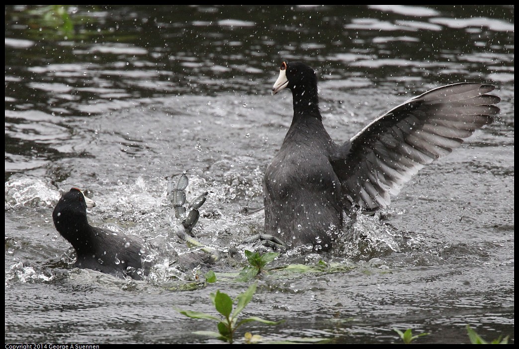0919-133830-04.jpg - American Coots (fight)