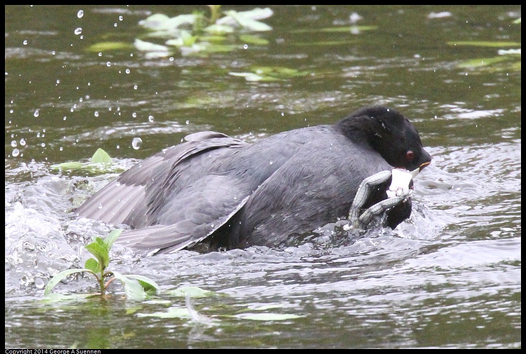 0919-133902-02.jpg - American Coots (fight)