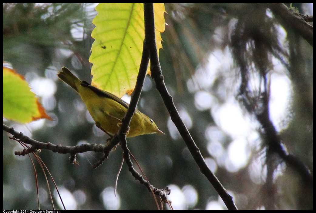 0919-142513-02.jpg - Yellow Warbler