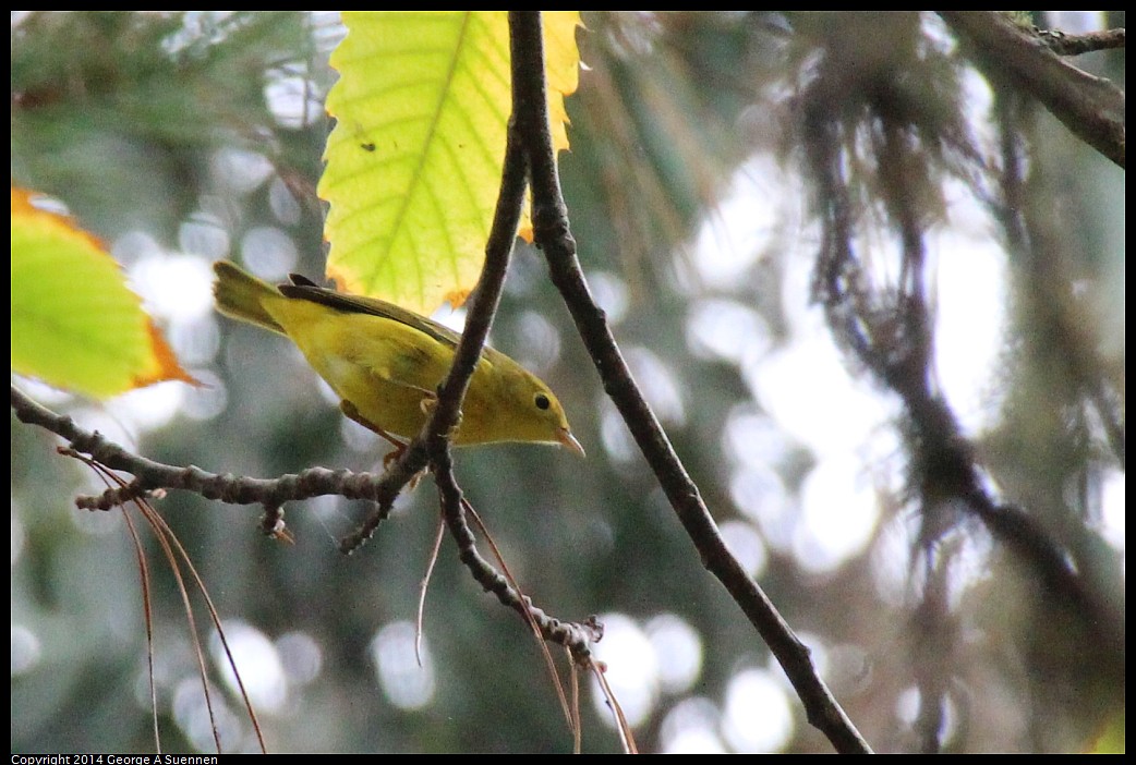 0919-142513-03.jpg - Yellow Warbler