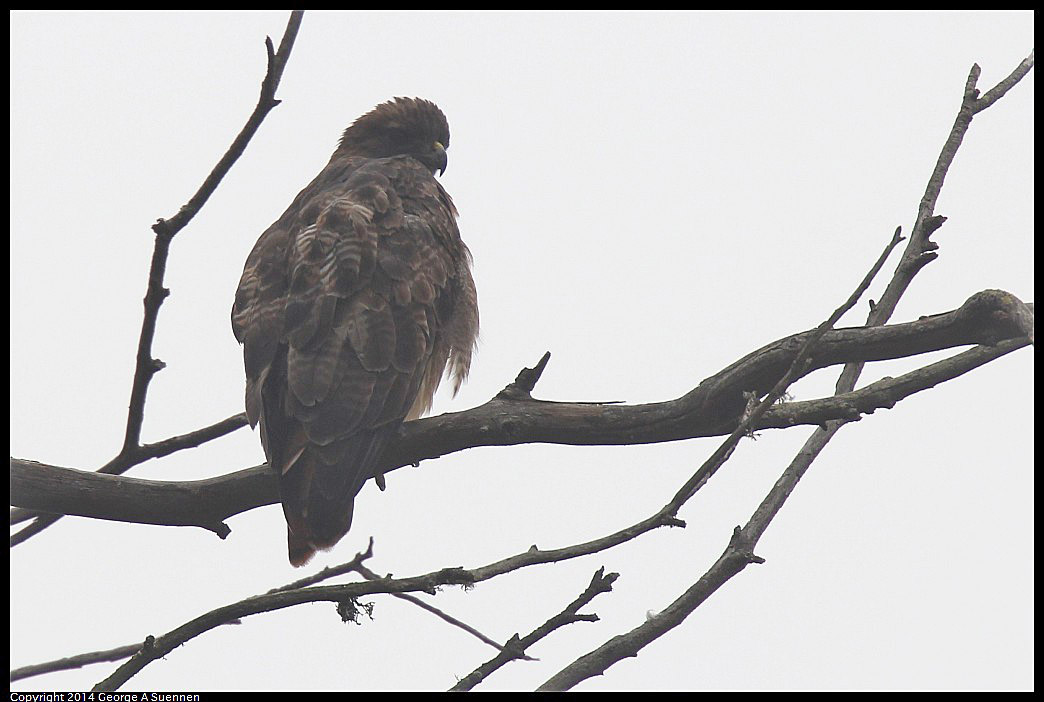 0919-143009-02.jpg - Red-tailed Hawk