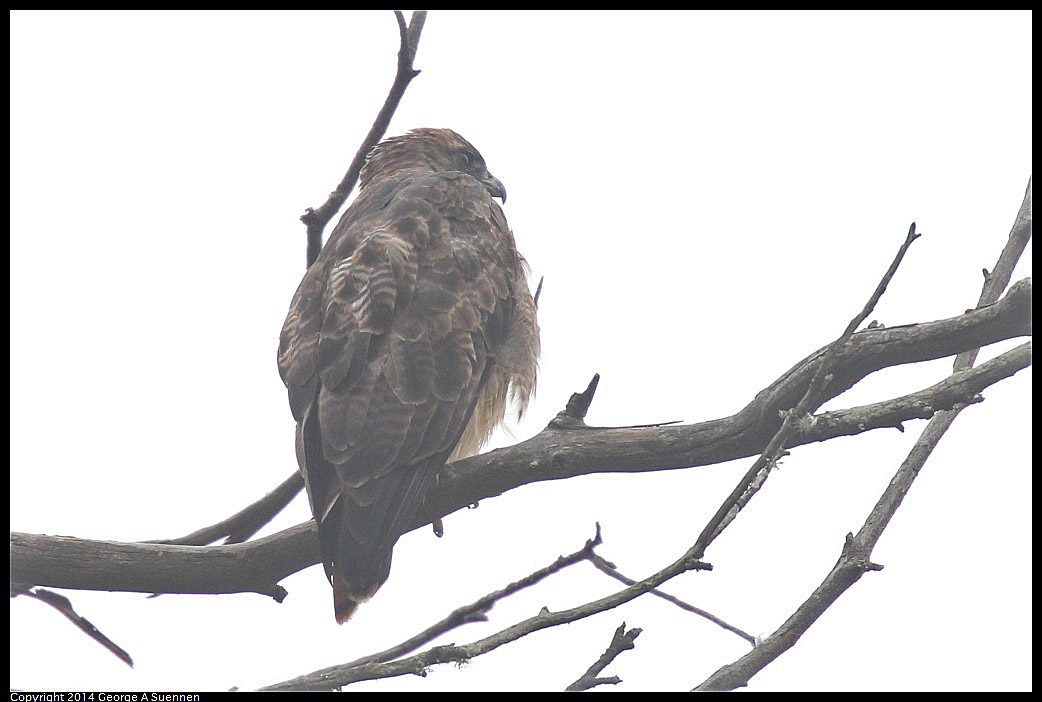 0919-143136-01.jpg - Red-tailed Hawk