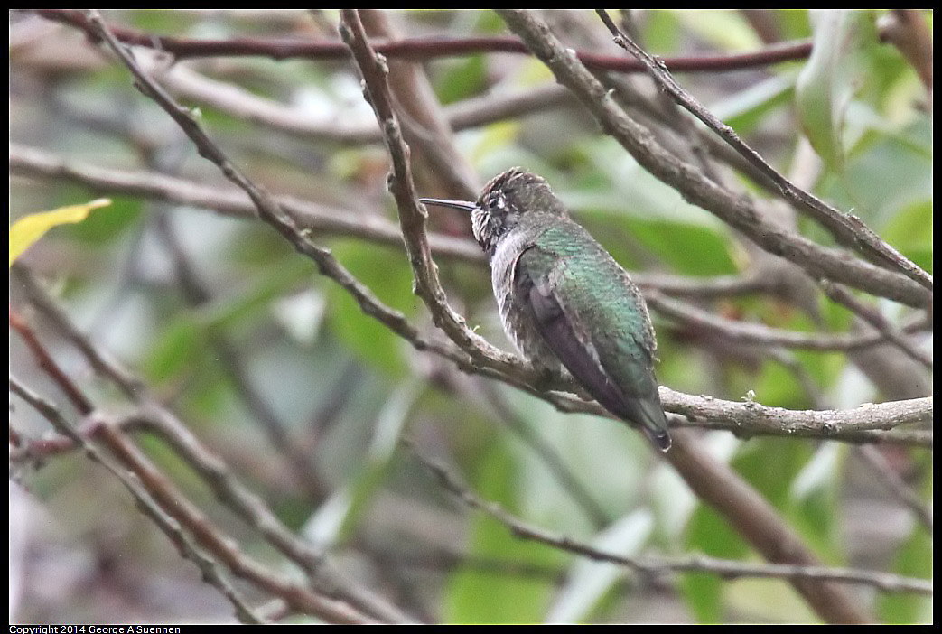 0919-145901-02.jpg - Anna's Hummingbird