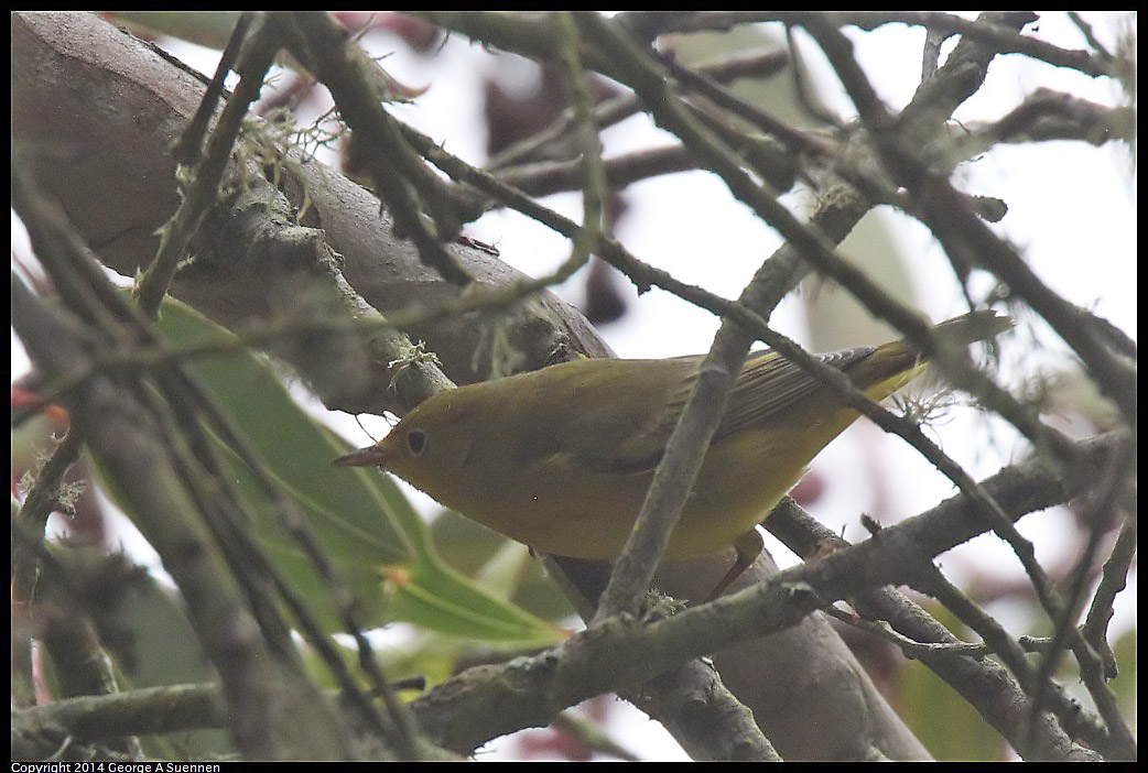 0919-151305-03.jpg - Yellow Warbler