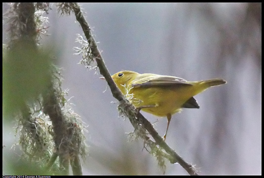 0919-152951-02.jpg - Yellow Warbler