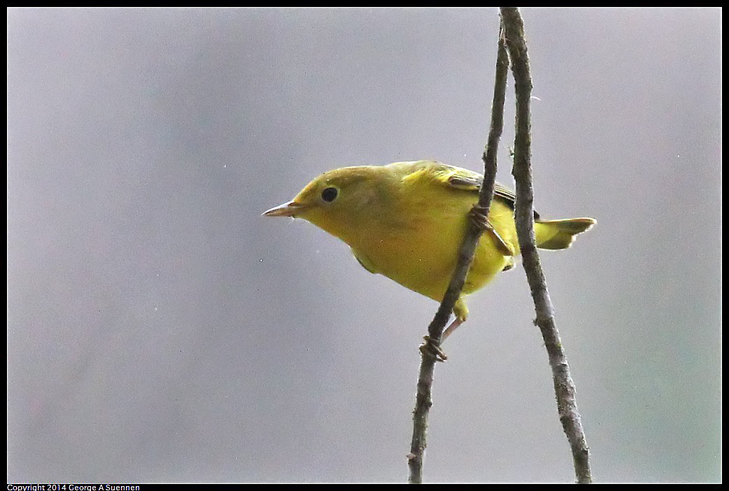 0919-153000-03.jpg - Yellow Warbler