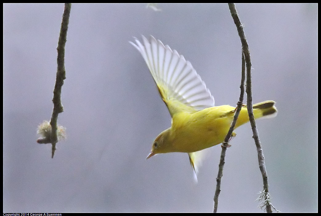 0919-153001-02.jpg - Yellow Warbler