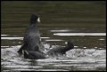 Fighting-Coots