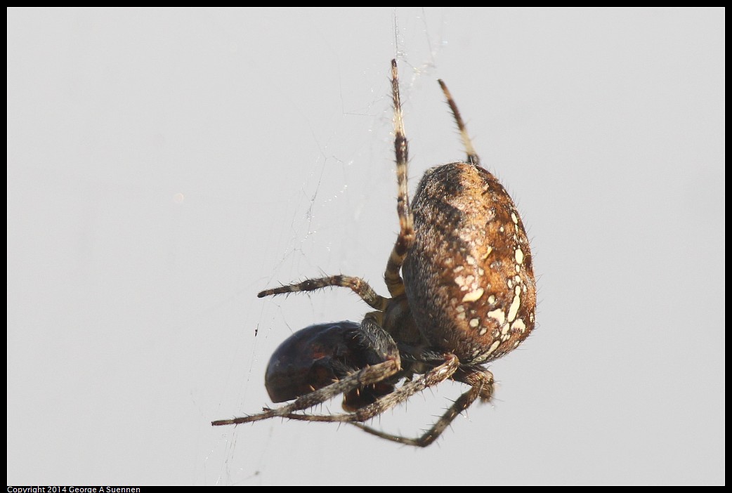 0921-201058-01.jpg - Spider