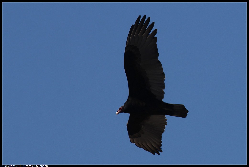 1018-160726-01.jpg - Turkey Vulture