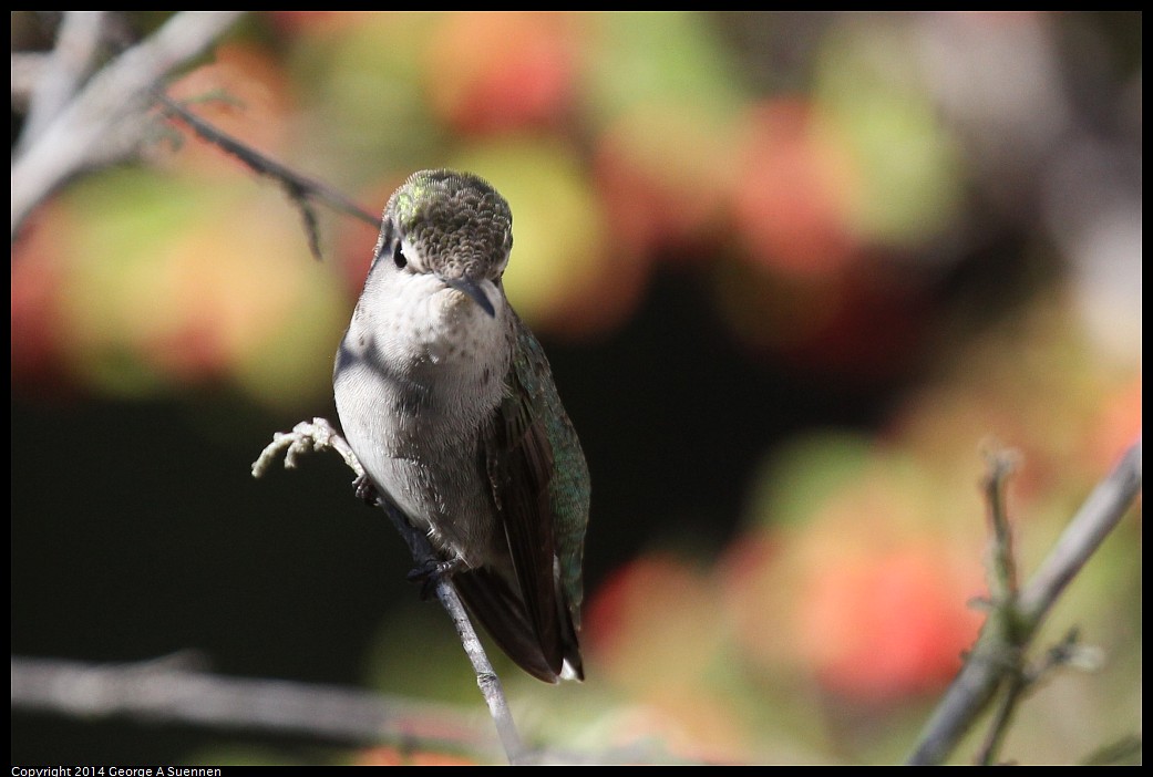 1018-172939-01.jpg - Anna's Hummingbird