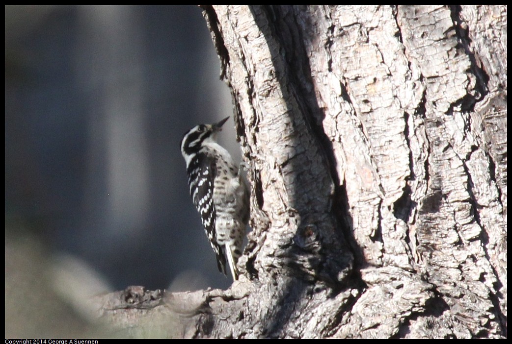 1018-174152-02.jpg - Nuttall's Woodpecker