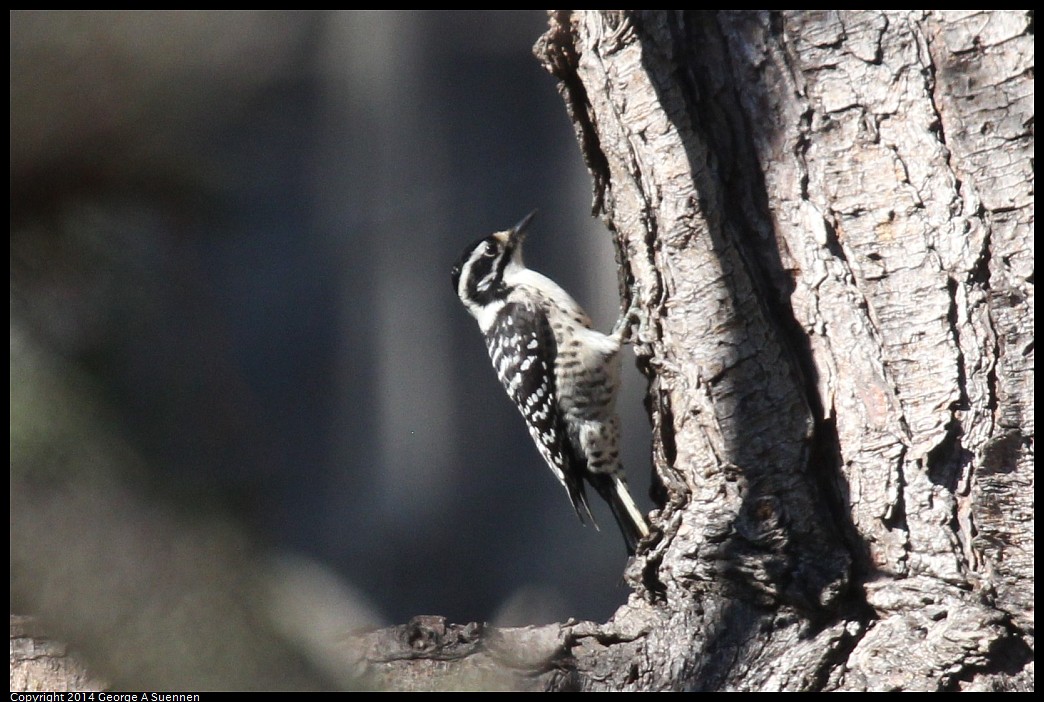 1018-174152-03.jpg - Nuttall's Woodpecker