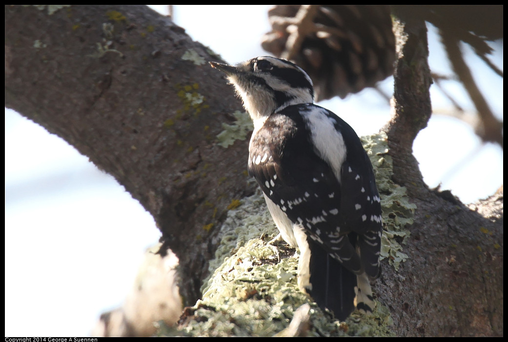 1128-130345-03_DxO.jpg - Hairy Woodpecker