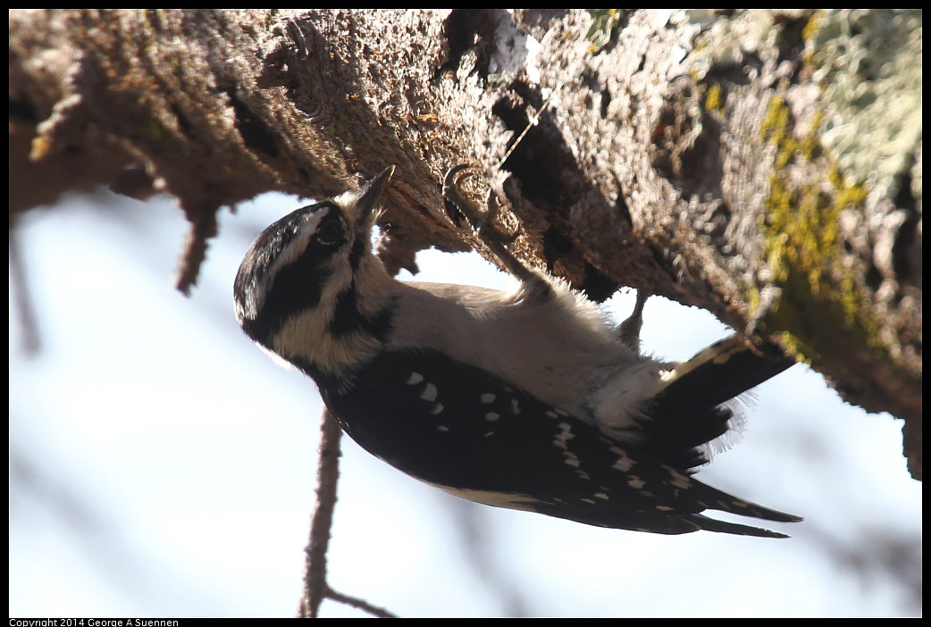 1128-130352-01_DxO.jpg - Hairy Woodpecker