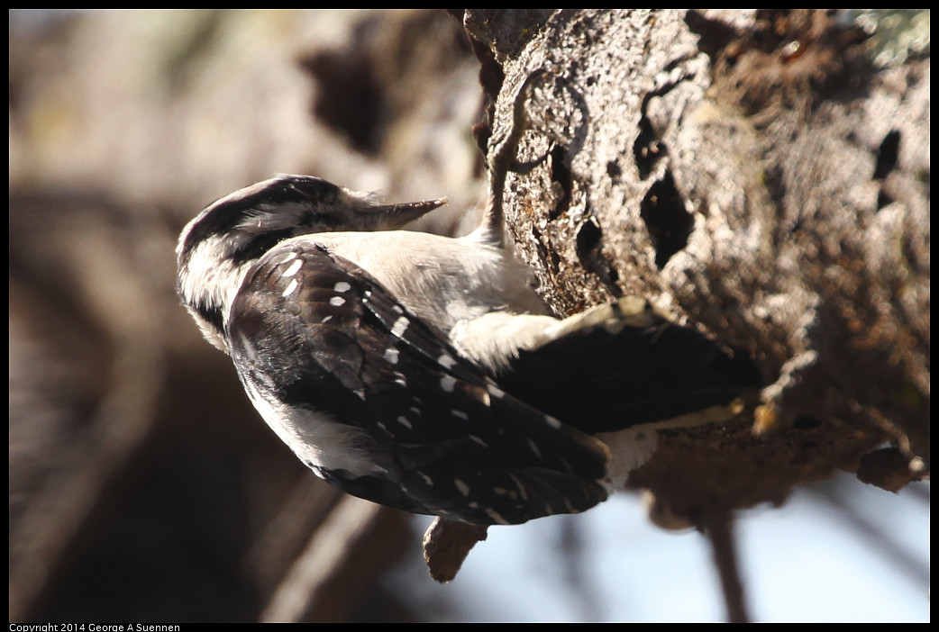 1128-130359-01_DxO.jpg - Hairy Woodpecker
