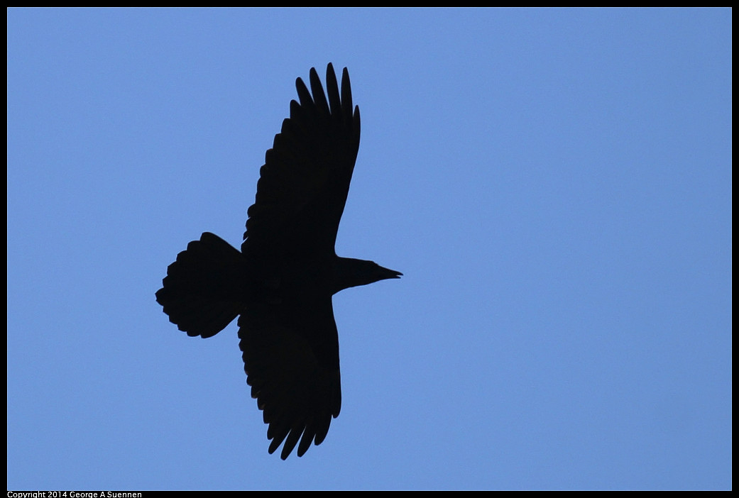 1128-134849-02_DxO.jpg - Common Raven