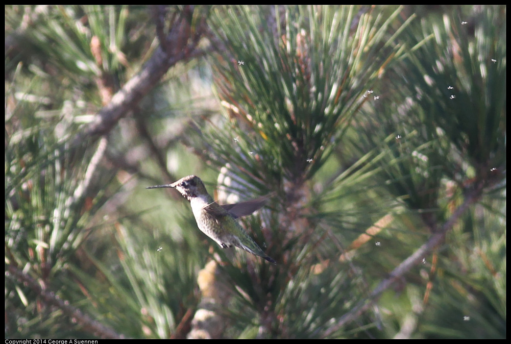 1128-135615-01_DxO.jpg - Anna's Hummingbird