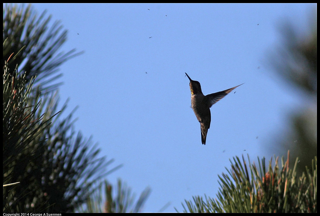 1128-135623-01_DxO.jpg - Anna's Hummingbird