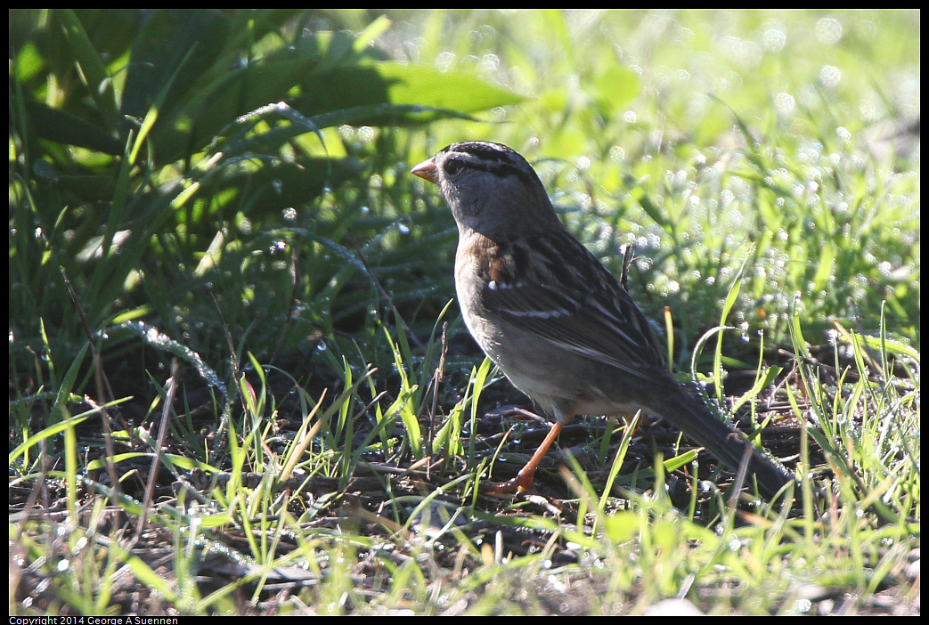 1223-104759-02.jpg - White-crowned Sparrow