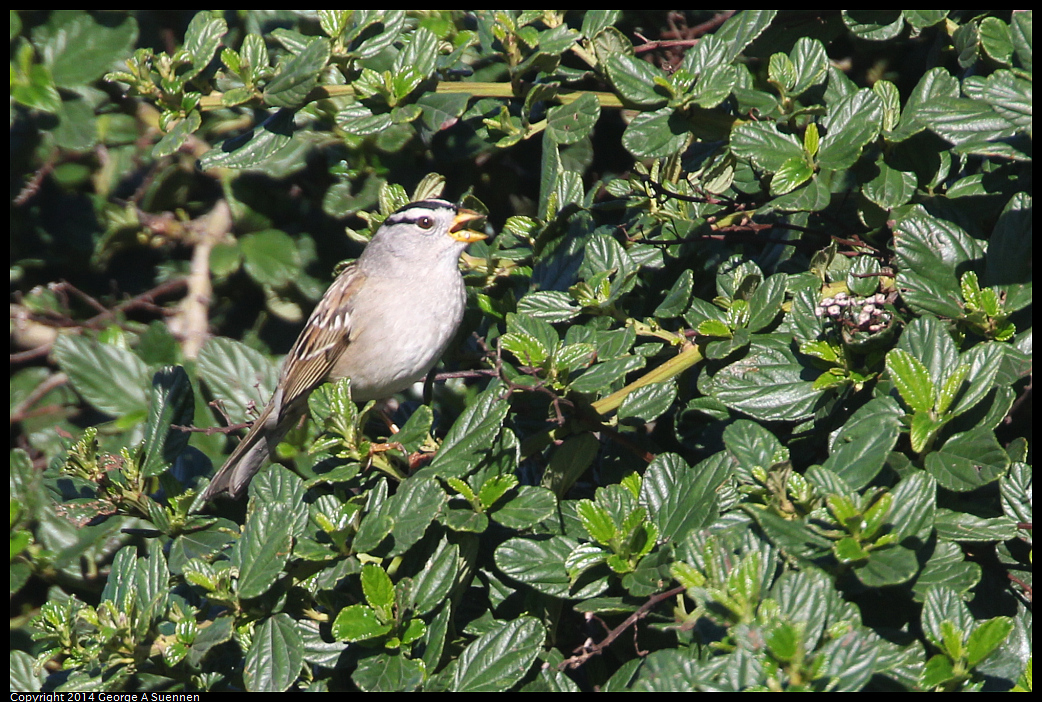 1223-105911-01.jpg - White-crowned Sparrow