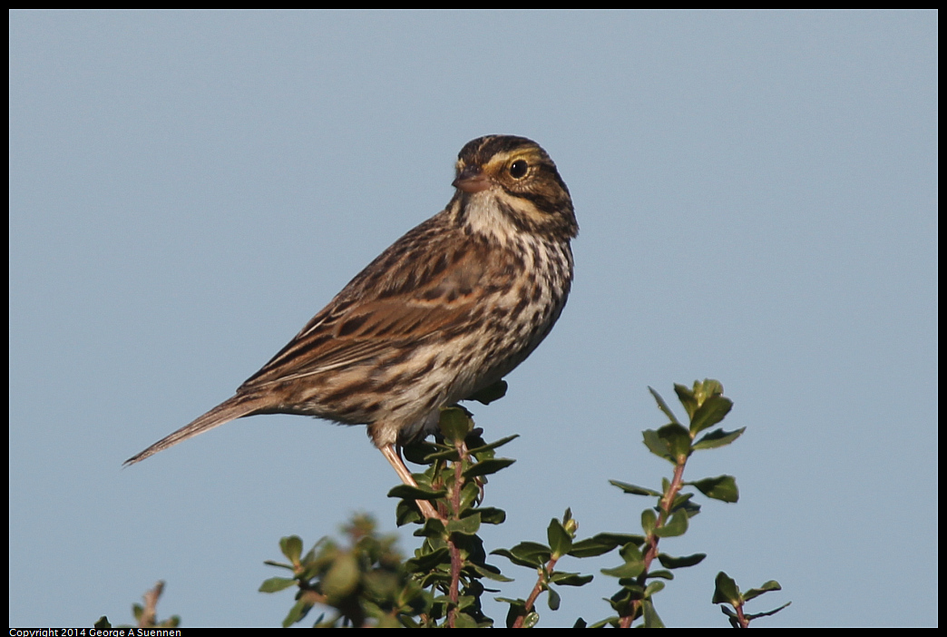 1223-110004-01.jpg - Savannah Sparrow