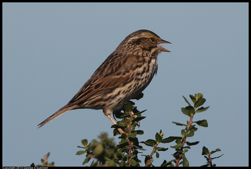 1223-110007-01.jpg - Savannah Sparrow