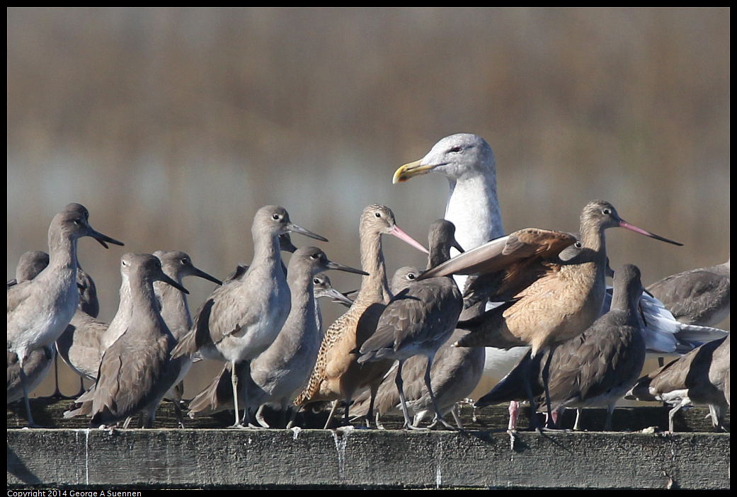 1223-112615-02.jpg - Herring Gull with Willets and Godwits