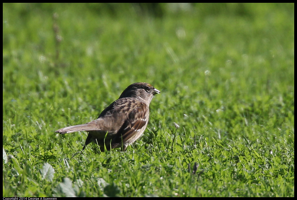 1223-113819-04.jpg - Golden-crowned Sparrow