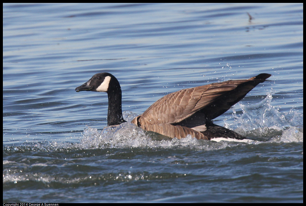 1223-121948-03.jpg - Canada Goose