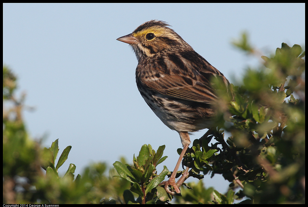 1223-123240-02.jpg - Savannah Sparrow