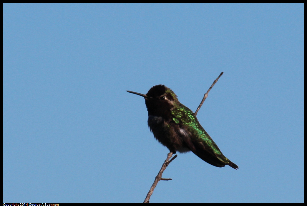 1223-124334-01.jpg - Anna's Hummingbird