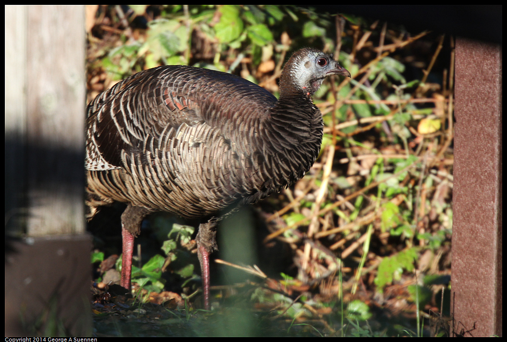 1223-085810-01.jpg - Wild Turkey