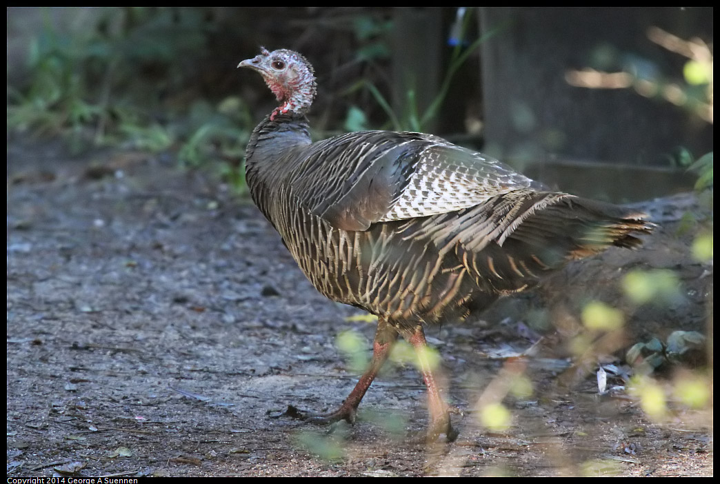 1223-085959-01.jpg - Wild Turkey