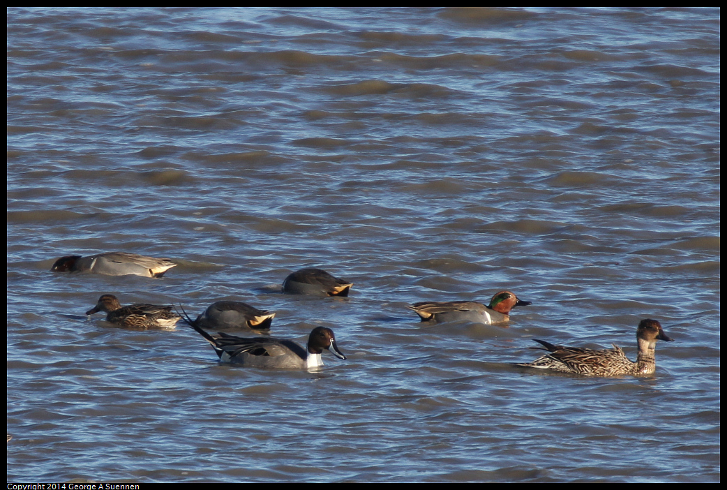 1225-093158-01.jpg - Norhtern Pintail and Teal