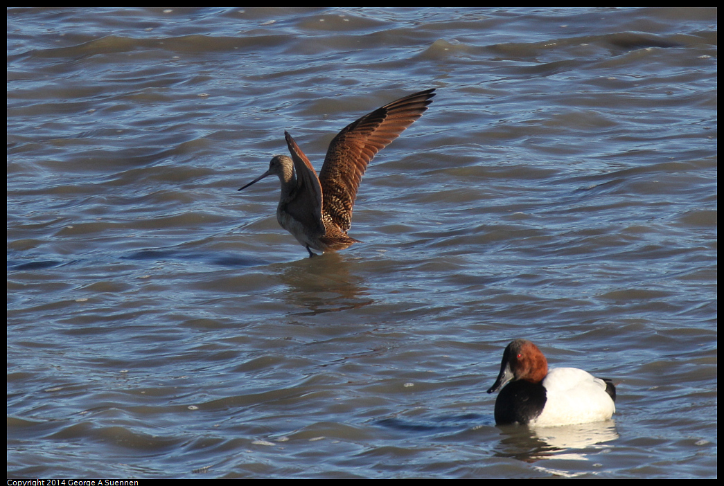 1225-093319-01.jpg - Canvasback and Godwit